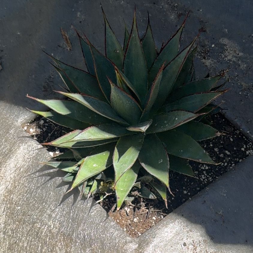 Photo of the plant species Agave Shawii by @SolidTozzia65 named Queen on Greg, the plant care app