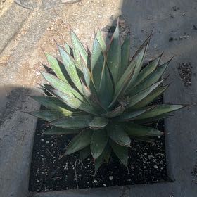 Photo of the plant species Agave Shawii by @SolidTozzia65 named Aristotle on Greg, the plant care app