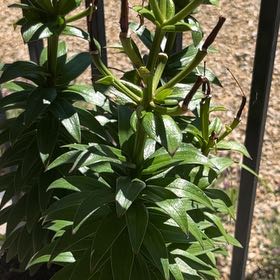 Photo of the plant species Easter Lily by @TastyBacopa16 named Girlfrond on Greg, the plant care app