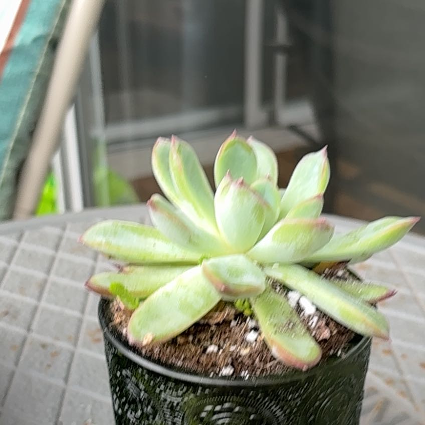 Photo of the plant species Echeveria pulidonis by @WinWharangi28 named Denali on Greg, the plant care app