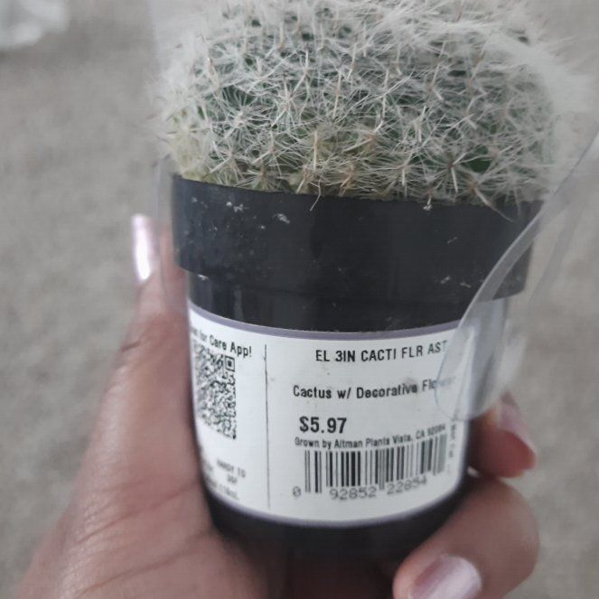 Photo of the plant species Assorted Cactus by @ZestfulOrchid0 named Prince on Greg, the plant care app