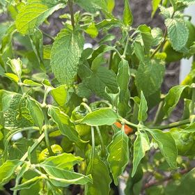 Photo of the plant species Mohintli by @ZippyRuby77 named Xena on Greg, the plant care app