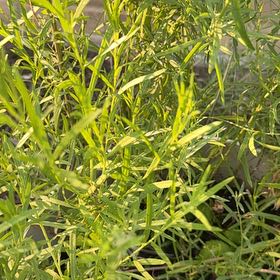 Photo of the plant species False Tarragon by @ZippyRuby77 named Orlando Bloom on Greg, the plant care app