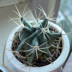 Photo of the plant species Thelocactus hexaedrophorus by @KeyKatsura96 named Cleopatra on Greg, the plant care app
