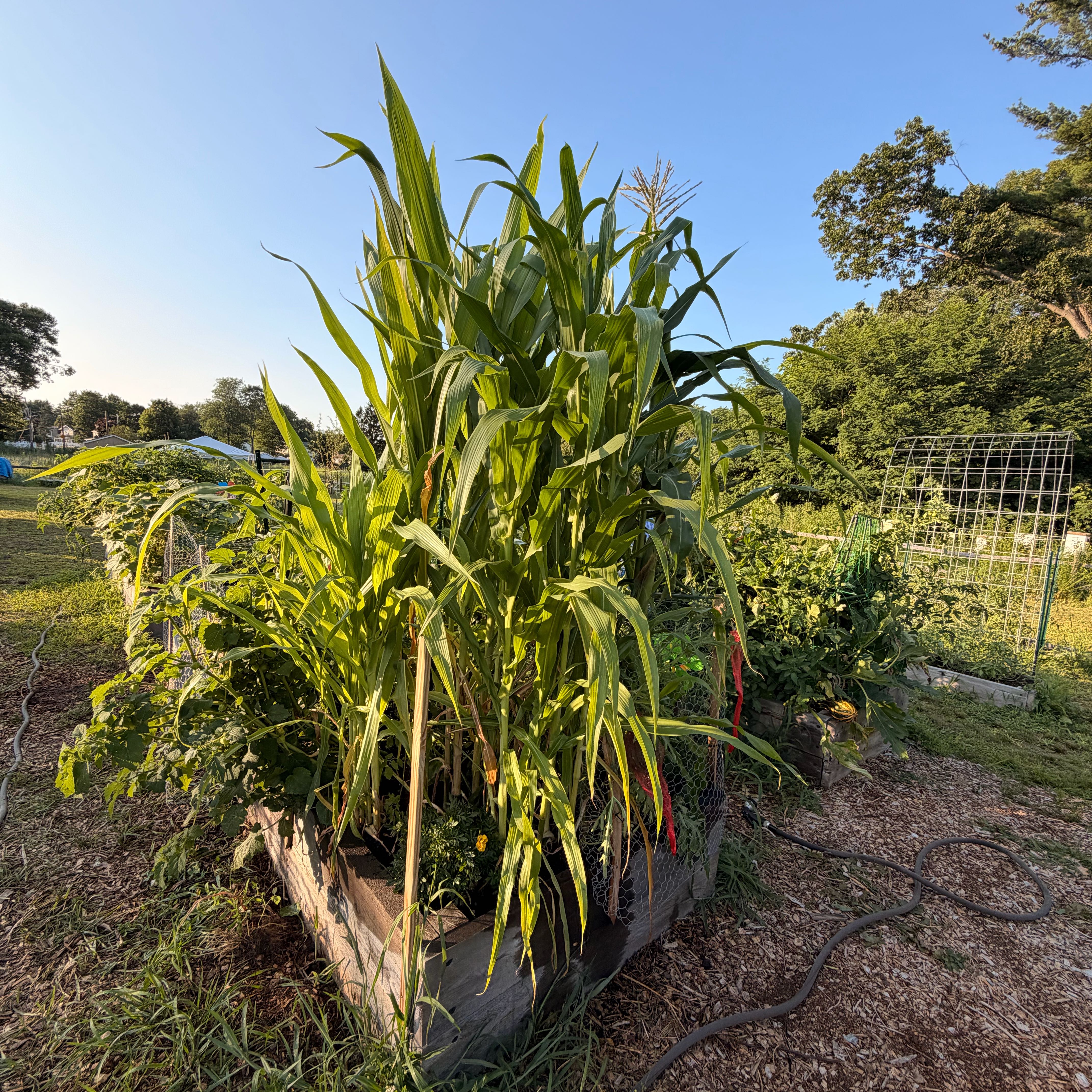 Photo of the plant species Corn by @DeftWoreya74 named Bella on Greg, the plant care app