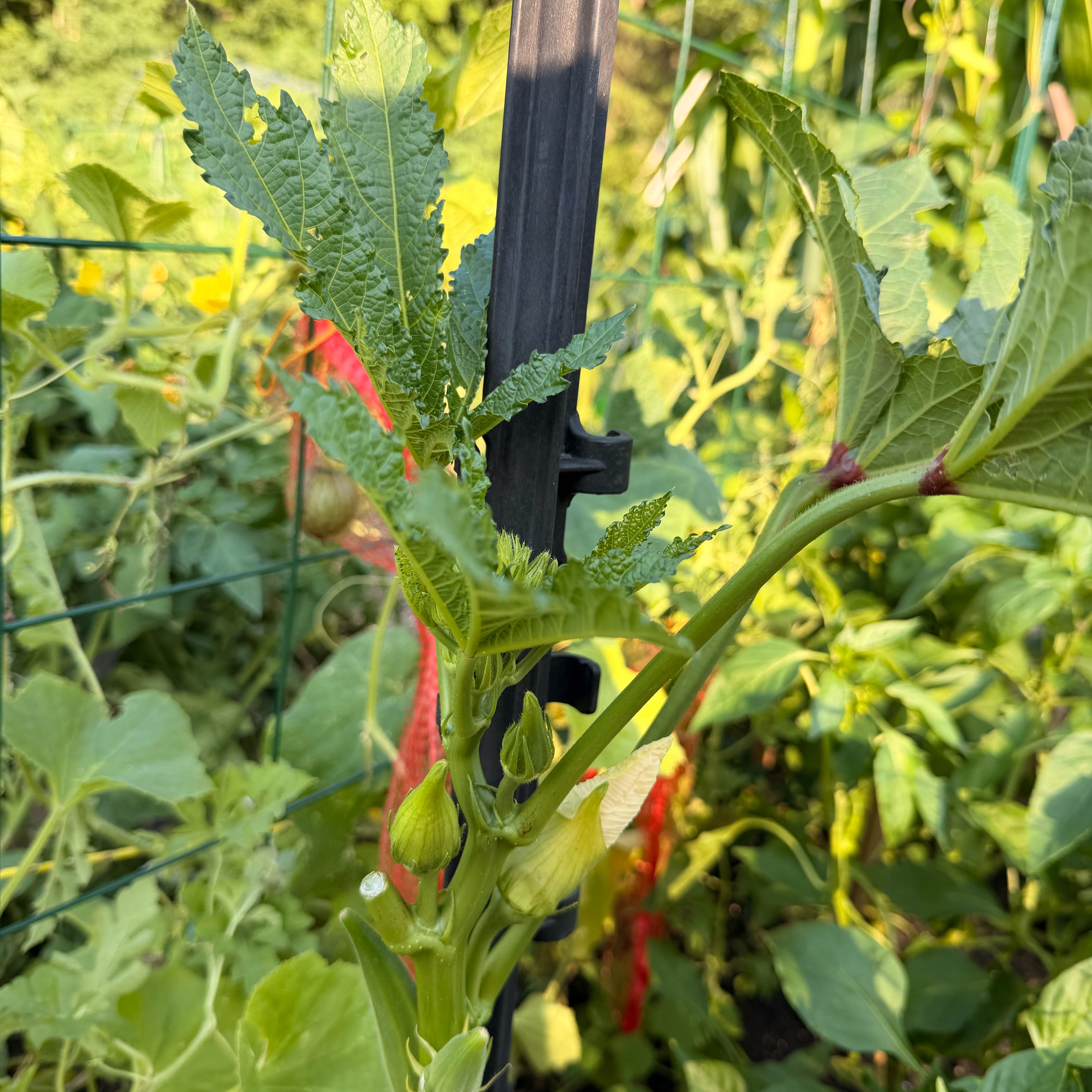 Photo of the plant species Okra by @DeftWoreya74 named Zion on Greg, the plant care app