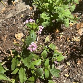 Photo of the plant species Purple Lantana by @TutorStaraloe73 named Fernie Saunders on Greg, the plant care app