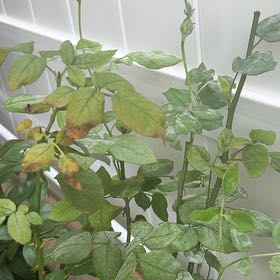 Photo of the plant species Multiflora Rose by @ProGraypine80 named Spike Leaves on Greg, the plant care app