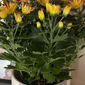 Photo of the plant species Golden Crownbeard by @HotYuzu10 named Coco on Greg, the plant care app