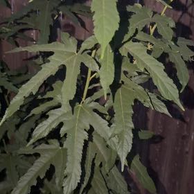 Photo of the plant species Acer Saccharinum by @YokeCoralfern72 named Walt on Greg, the plant care app
