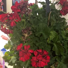 Photo of the plant species Ivy Geranium by @ZappyLithops23 named Taylor Swift on Greg, the plant care app