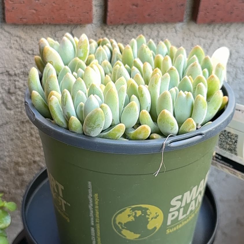 Photo of the plant species Pachyphytum 'Starburst' by @KineticCacto51 named Osmo on Greg, the plant care app