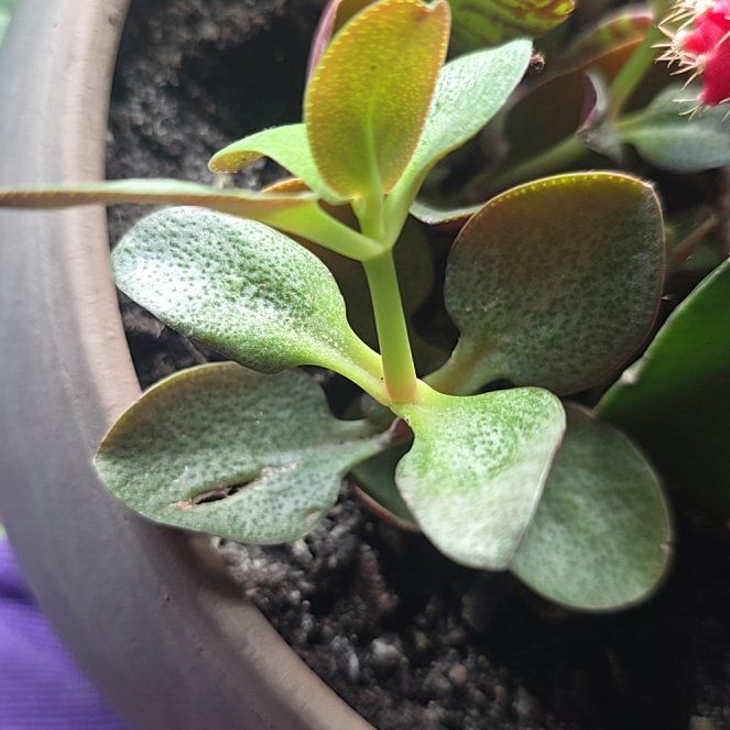 Photo of the plant species Fairy Crassula by @DearIronweed82 named Beckham on Greg, the plant care app