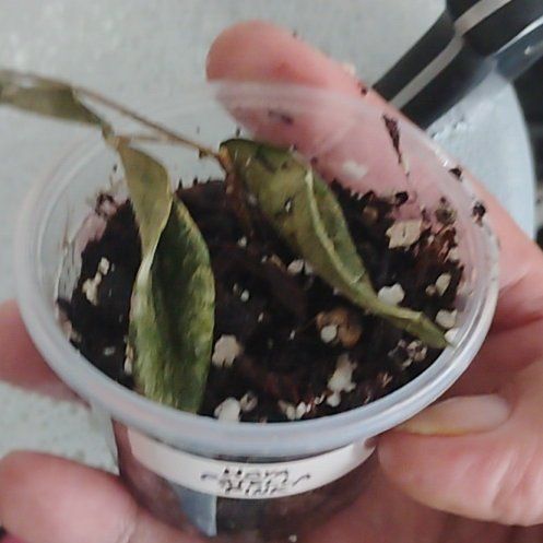 Photo of the plant species hoya patella 'pink' by @IconMaypop30 named Orwell on Greg, the plant care app