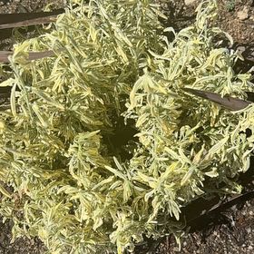 Photo of the plant species Lavandula Pedunculata by @VipRainbow12 named LiloStitch on Greg, the plant care app