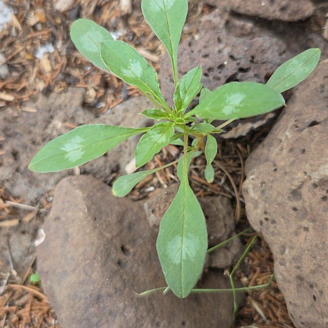 Photo of the plant species Pennsylvania Pellitory by @WinOleander45 named Plato on Greg, the plant care app