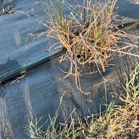 Photo of the plant species Pampas Grass by @ManyFittonia74 named Gaga on Greg, the plant care app