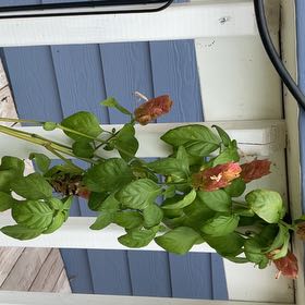 Photo of the plant species Shrimp Plant by @AdeptRemuremu92 named Remington on Greg, the plant care app