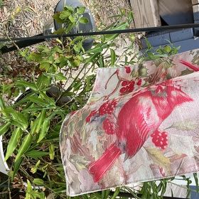 Photo of the plant species Pomegranate by @AdeptRemuremu92 named Eva on Greg, the plant care app