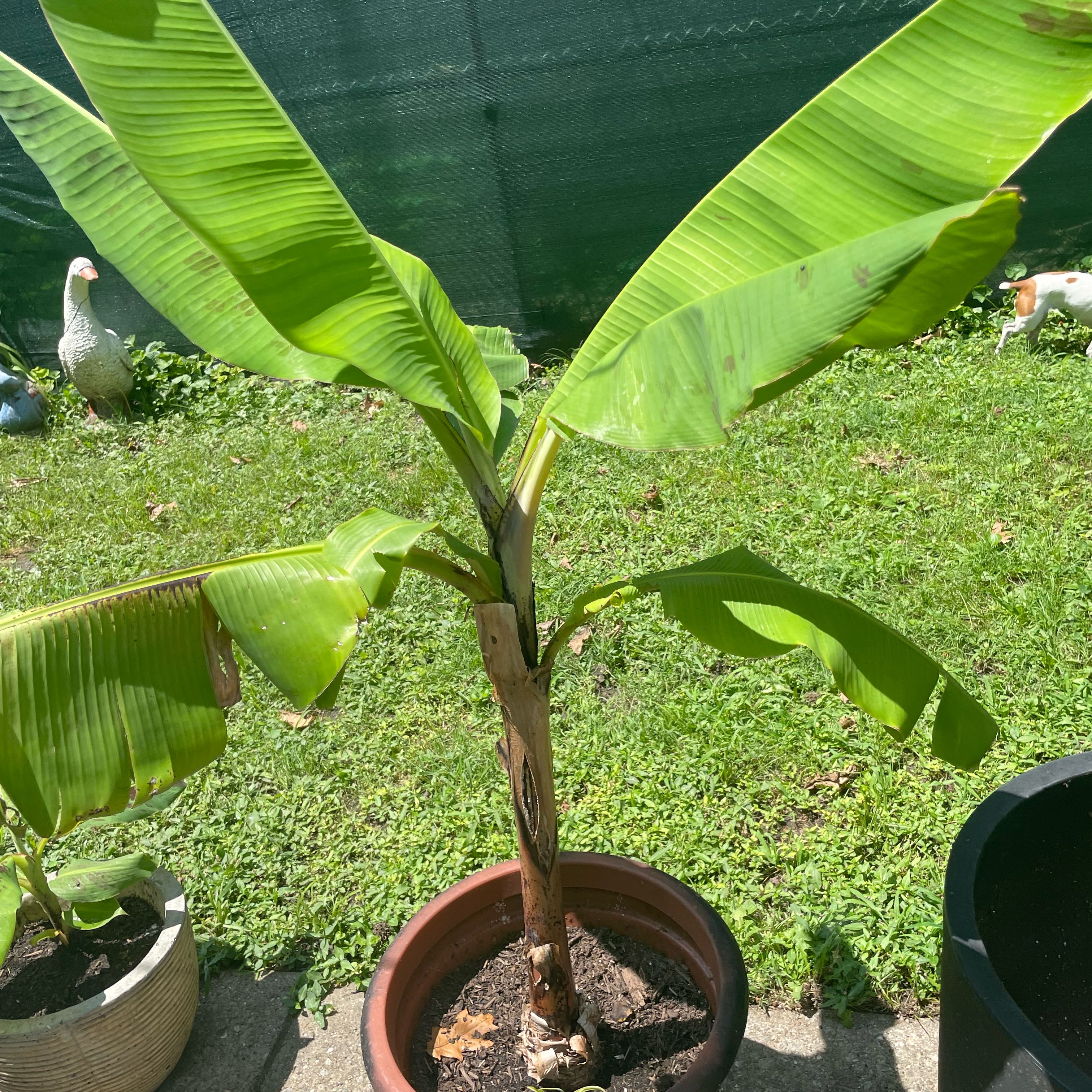 Photo of the plant species Abyssinian Banana by @GleefulLilac80 named Marley on Greg, the plant care app