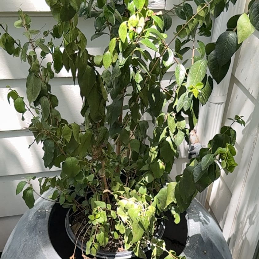 Photo of the plant species Lesser Bougainvillea by @ManyWildramp59 named Walt on Greg, the plant care app