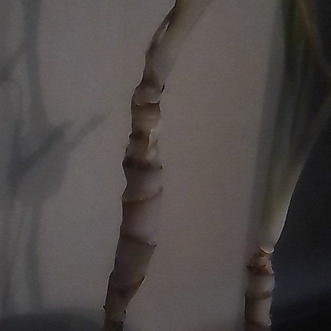 Photo of the plant species Big-Leaf Magnolia by @HipTozzia32 named Demi on Greg, the plant care app