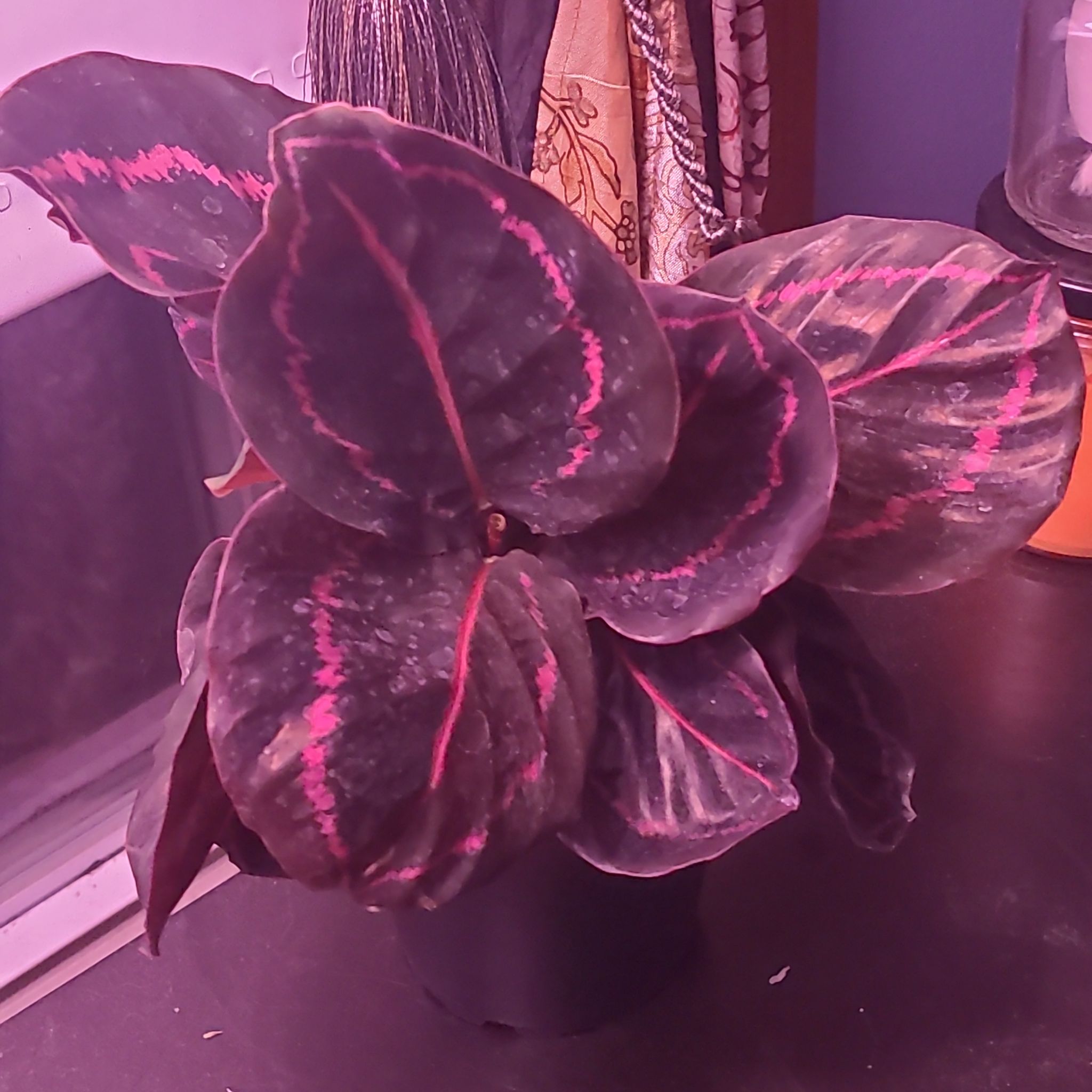 Photo of the plant species Calathea Dottie by @Beware0fPanda named Rosa on Greg, the plant care app