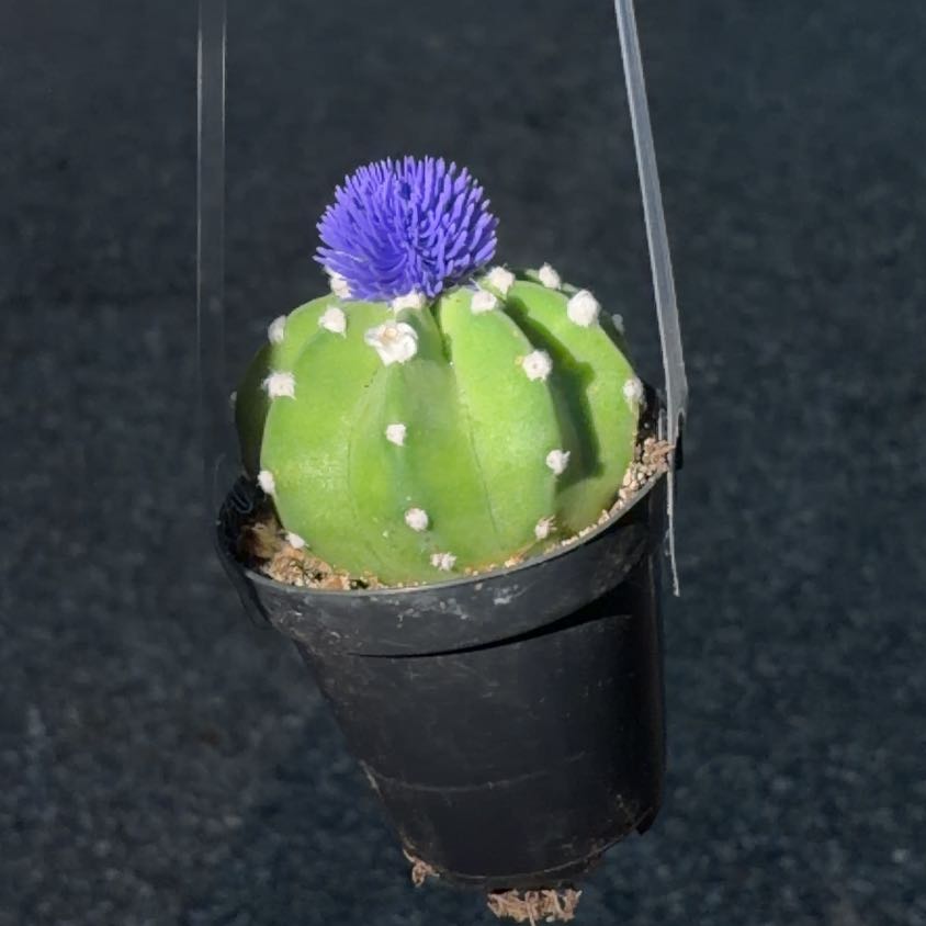 Photo of the plant species Cochineal Cactus by @YeveBeebalm3 named Ulysses S Plant on Greg, the plant care app
