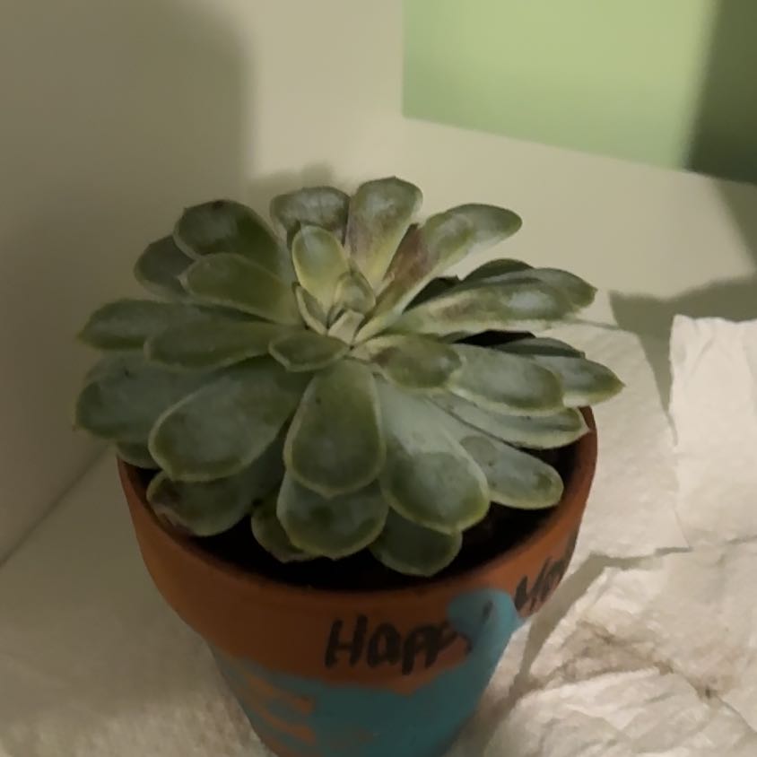 Photo of the plant species Succulent by @BigwigIcarus named Frozone on Greg, the plant care app