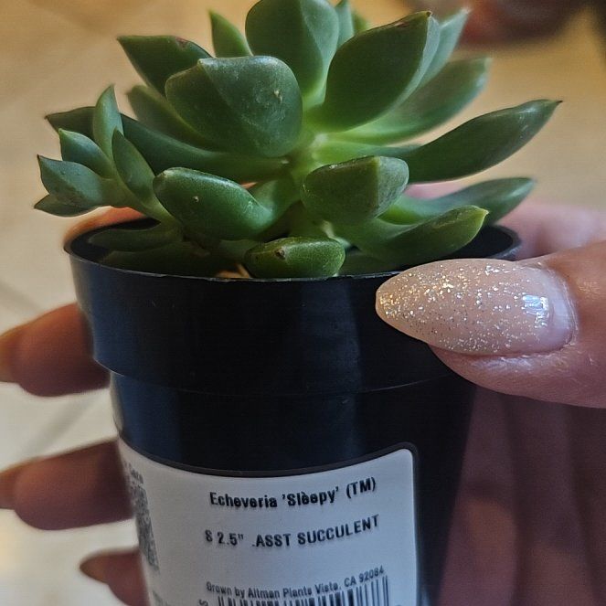 Photo of the plant species Echeveria 'Sleepy' by @FamousTaro98 named Dolores on Greg, the plant care app