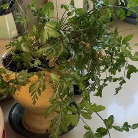 Photo of the plant species Brake Fern by @StarKaro83 named Diana on Greg, the plant care app
