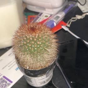 Photo of the plant species Mammilaria Spinosissima by @WarmCherimoya38 named Bieber on Greg, the plant care app