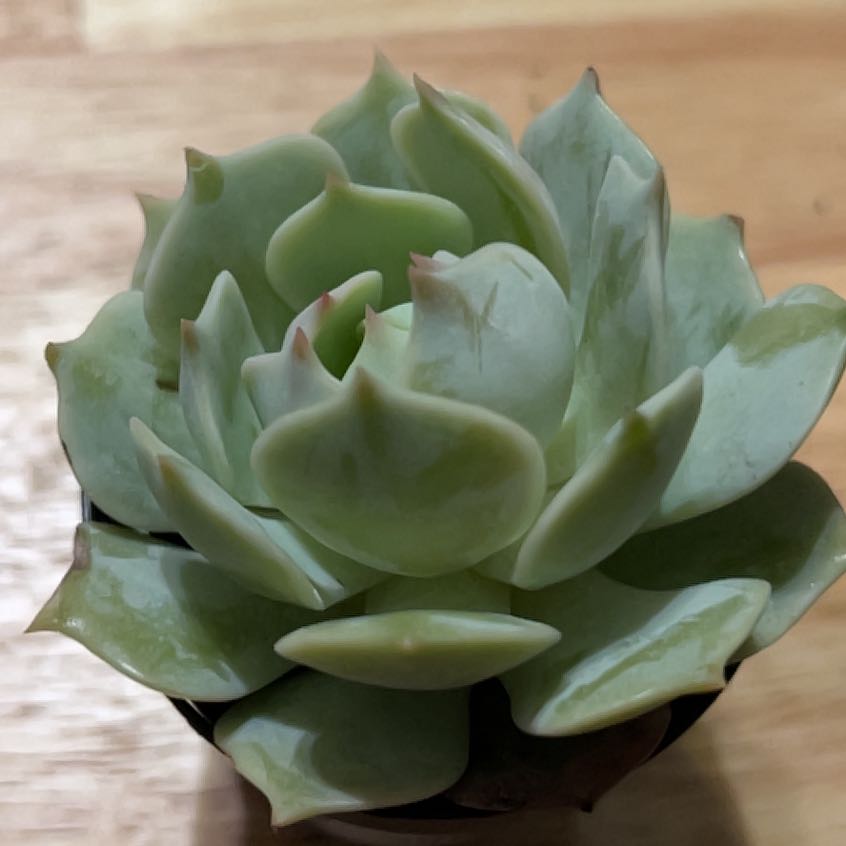 Photo of the plant species Echeveria by @WiseGardenia37 named Oscar on Greg, the plant care app