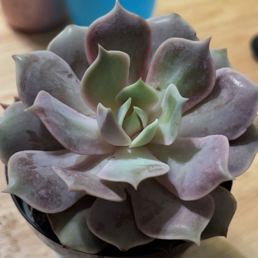 Photo of the plant species Echeveria 'Pink Diamond' by @WiseGardenia37 named Sahara on Greg, the plant care app