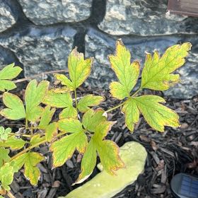 Photo of the plant species Asian Bleeding-Heart by @EmJenkz named Lola on Greg, the plant care app