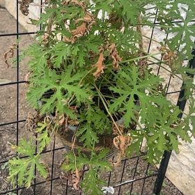 Photo of the plant species Citronella (anti-mosquito plant) by @RadSapote70 named Athena on Greg, the plant care app