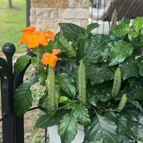 Photo of the plant species Firecracker Flower by @RadSapote70 named Pattington on Greg, the plant care app