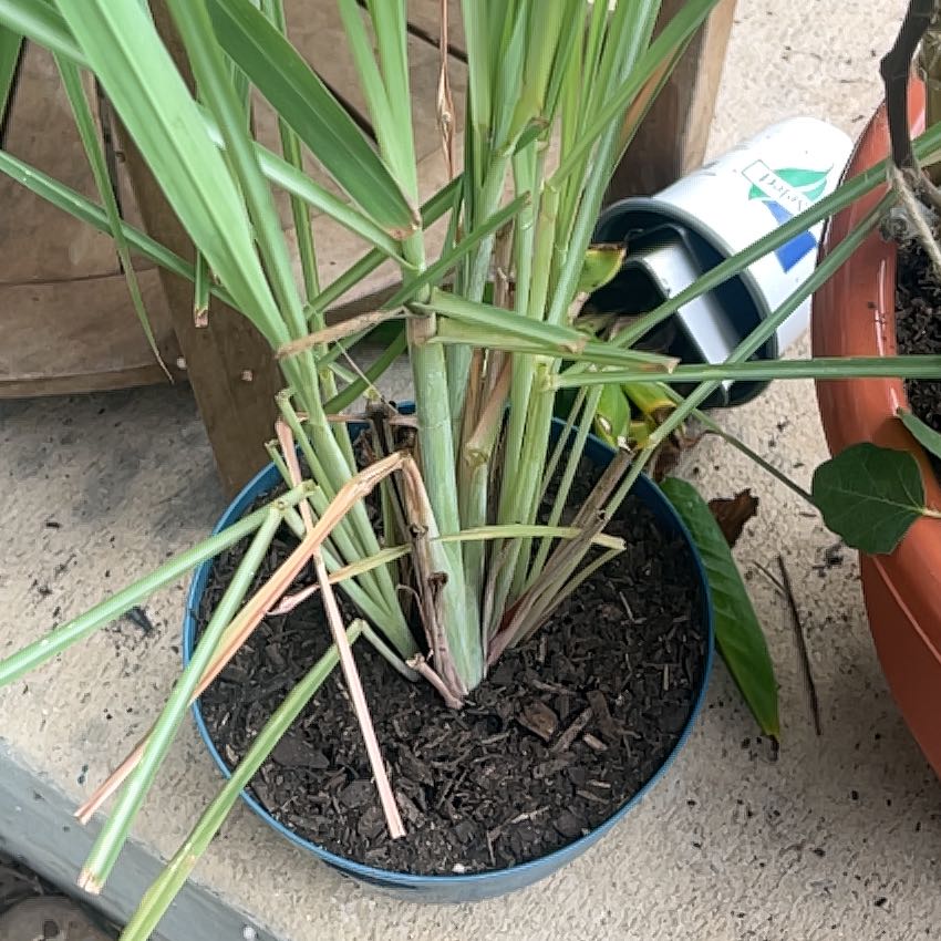 Photo of the plant species Cymbopogon Citratus by @RadSapote70 named Zesty on Greg, the plant care app