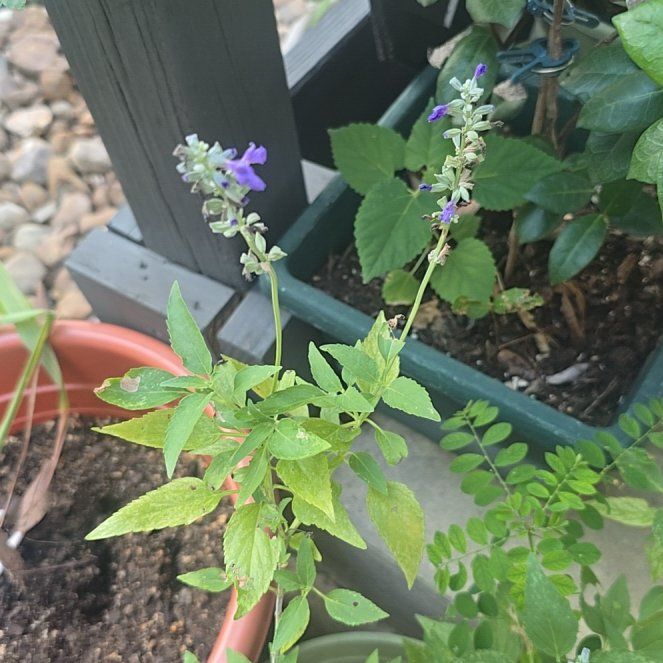 Photo of the plant species Mealycup Sage by @GourmetCobnut91 named Peter Parker on Greg, the plant care app