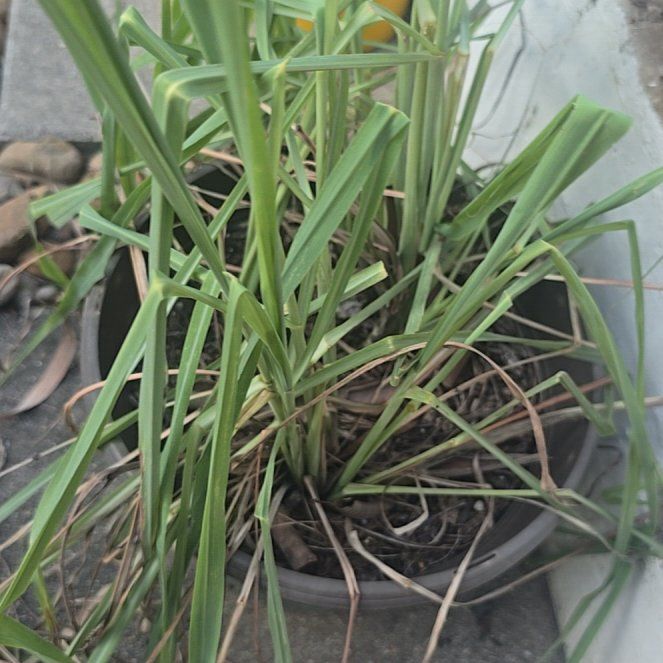 Photo of the plant species Cymbopogon Citratus by @GourmetCobnut91 named Tupot amaroot on Greg, the plant care app