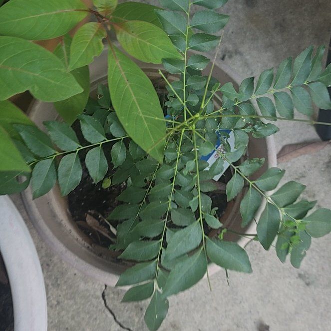 Photo of the plant species Curry Tree by @GourmetCobnut91 named Leaf Erickson on Greg, the plant care app