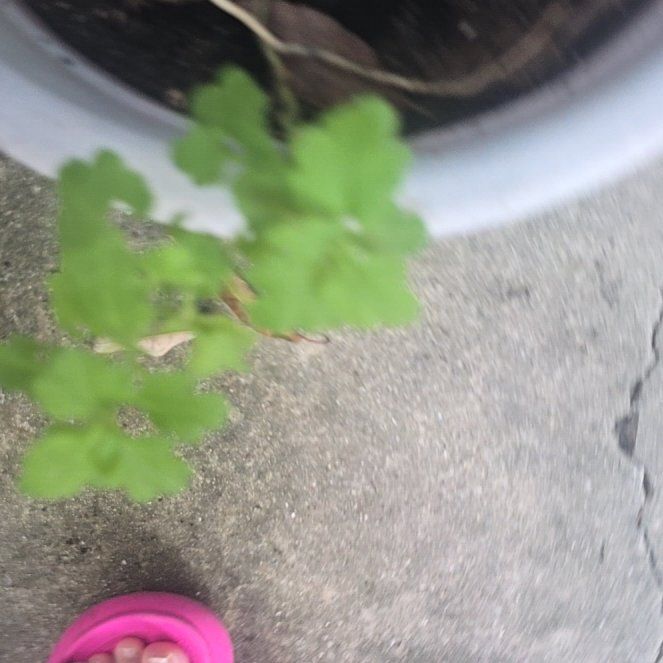 Photo of the plant species Chrysanthemum by @GourmetCobnut91 named Gobi on Greg, the plant care app