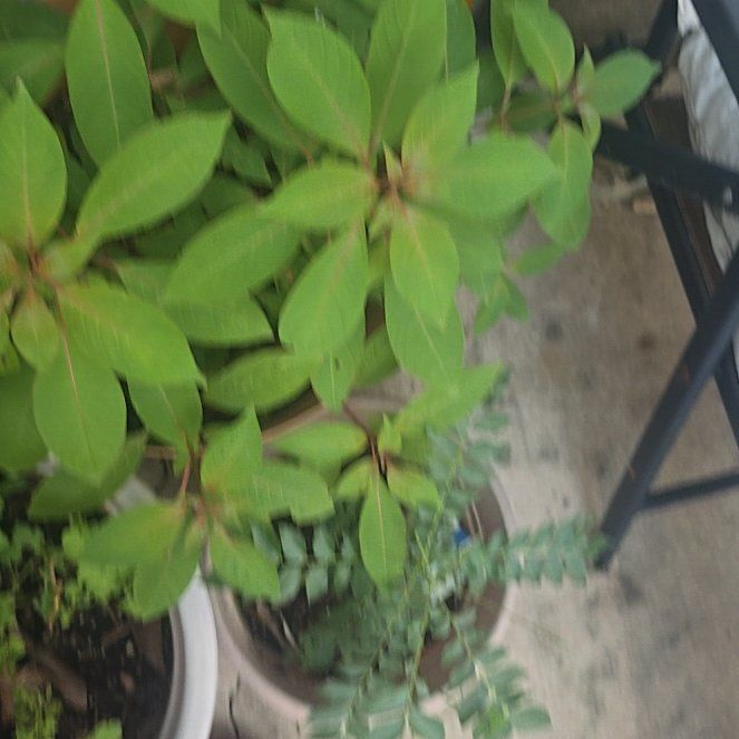 Photo of the plant species Scarlet Bush by @GourmetCobnut91 named Rainier on Greg, the plant care app