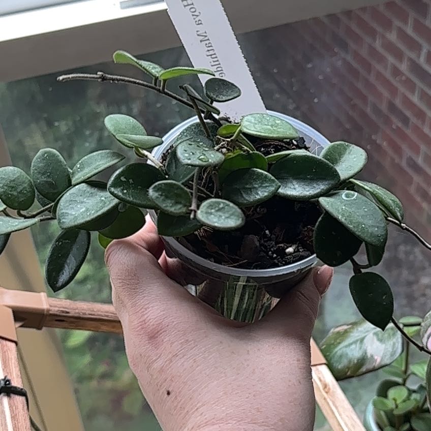 Photo of the plant species Hoya 'Mathilde Splash' by @DecorousSalad named Mollie on Greg, the plant care app