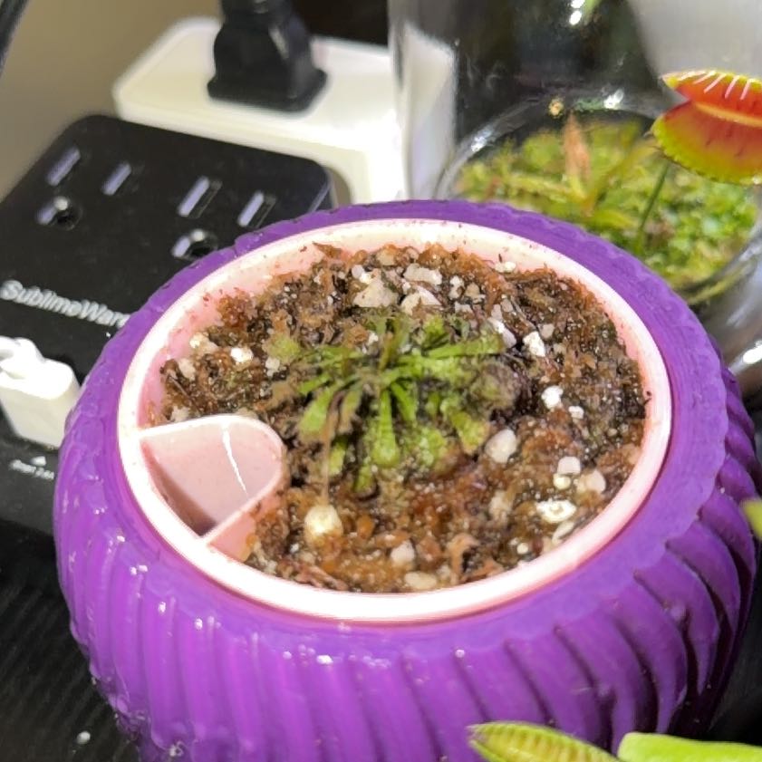 Photo of the plant species Sundew by @FunPinklaui19 named Dolores on Greg, the plant care app