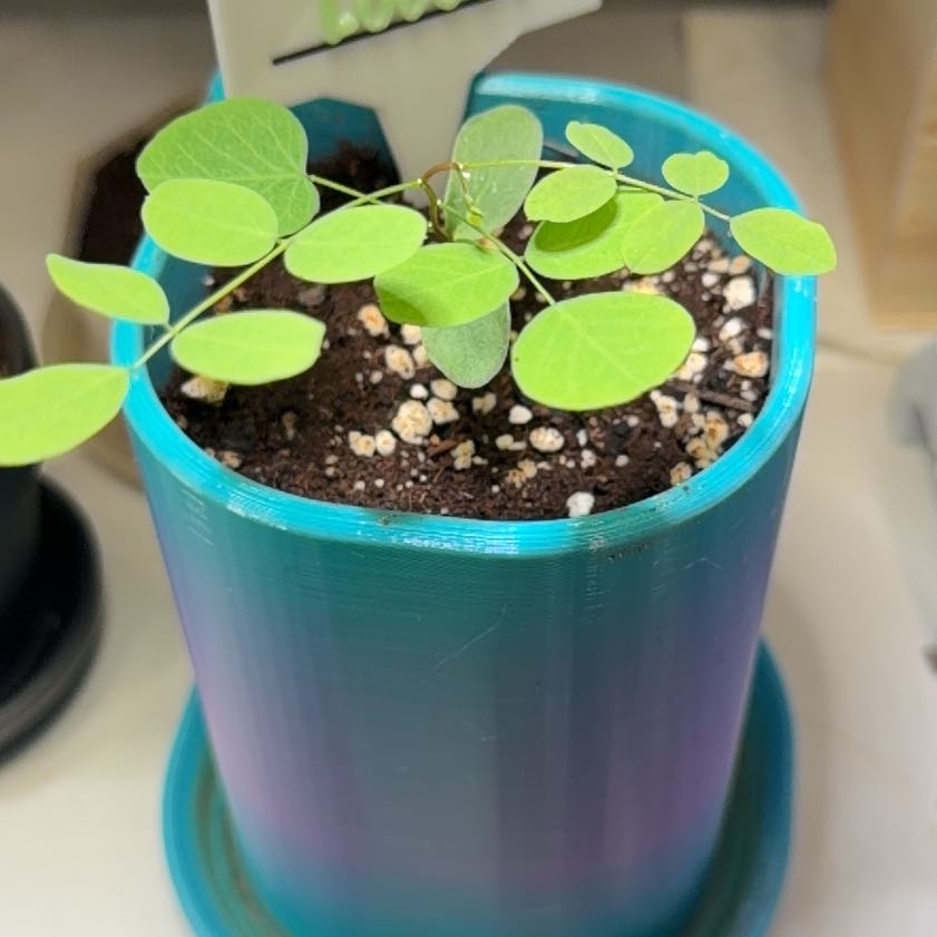 Photo of the plant species Black Locust by @FunPinklaui19 named Orwell on Greg, the plant care app