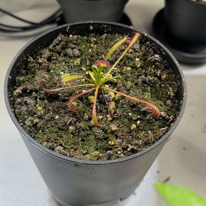 Photo of the plant species Cape Sundew by @FunPinklaui19 named Elina on Greg, the plant care app