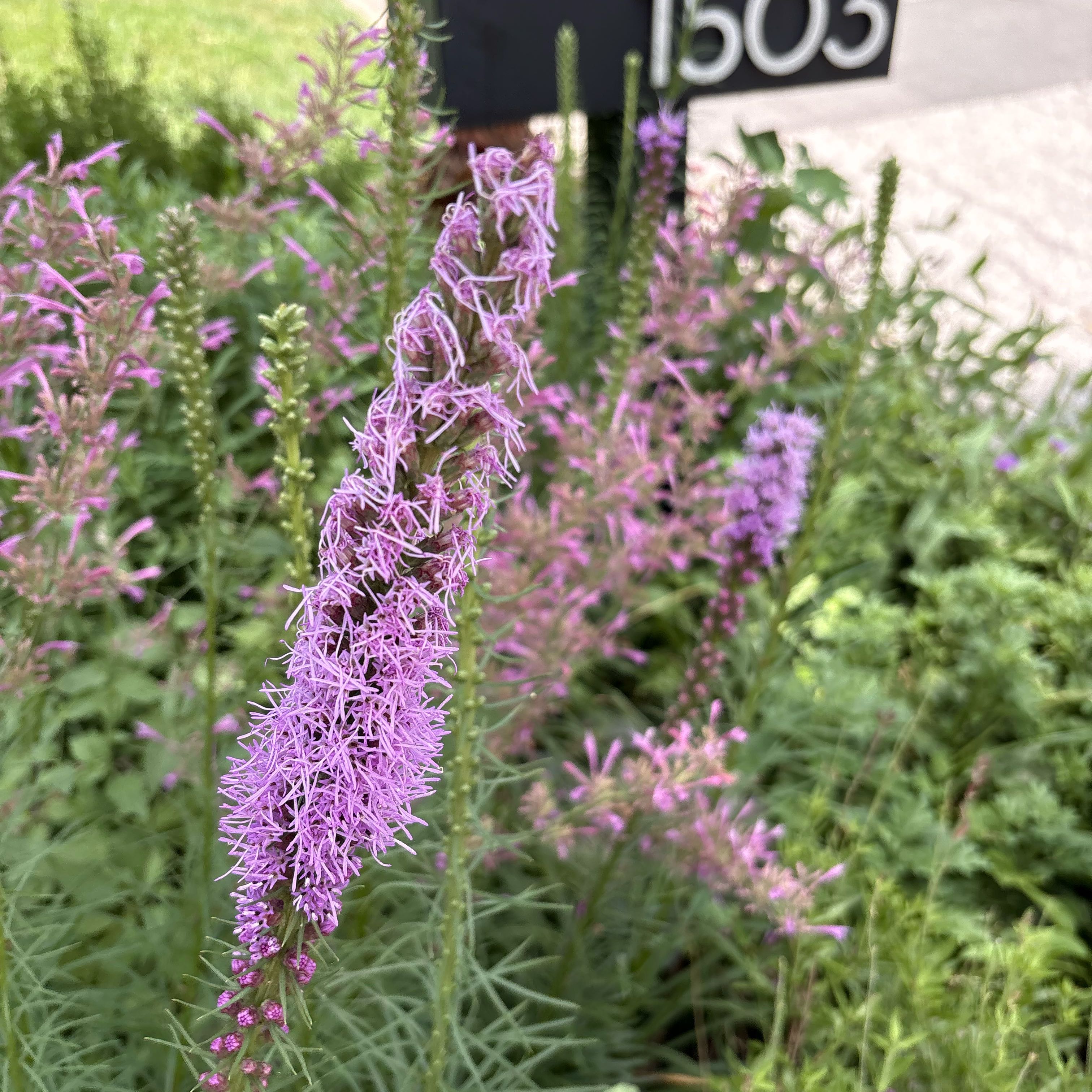 Photo of the plant species Liatris Spicata by @AdvisableBibi17 named Khaleesi on Greg, the plant care app