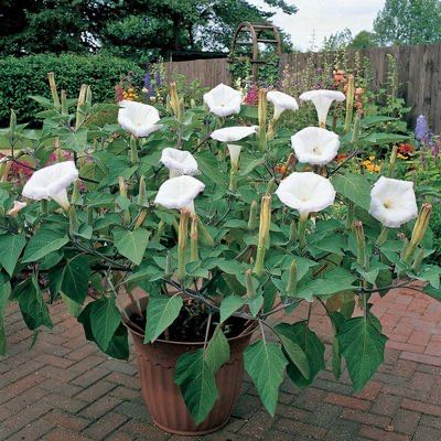Photo of the plant species Angel's Trumpet by @AdvisableBibi17 named Gates on Greg, the plant care app