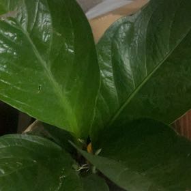 Photo of the plant species Karaka by @TirelessNoni named Gates on Greg, the plant care app
